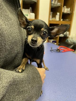 Pharmacie Cabinet Vétérinaire Laroye 0