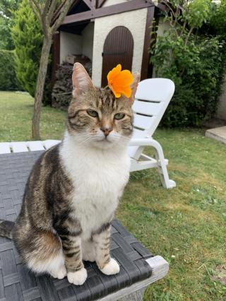 Pharmacie Clinique vétérinaire Gambetta - Poissy - Sevetys 0