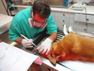 Pharmacie Cabinet Vétérinaire Médico-chirurgical Des Palmiers 0